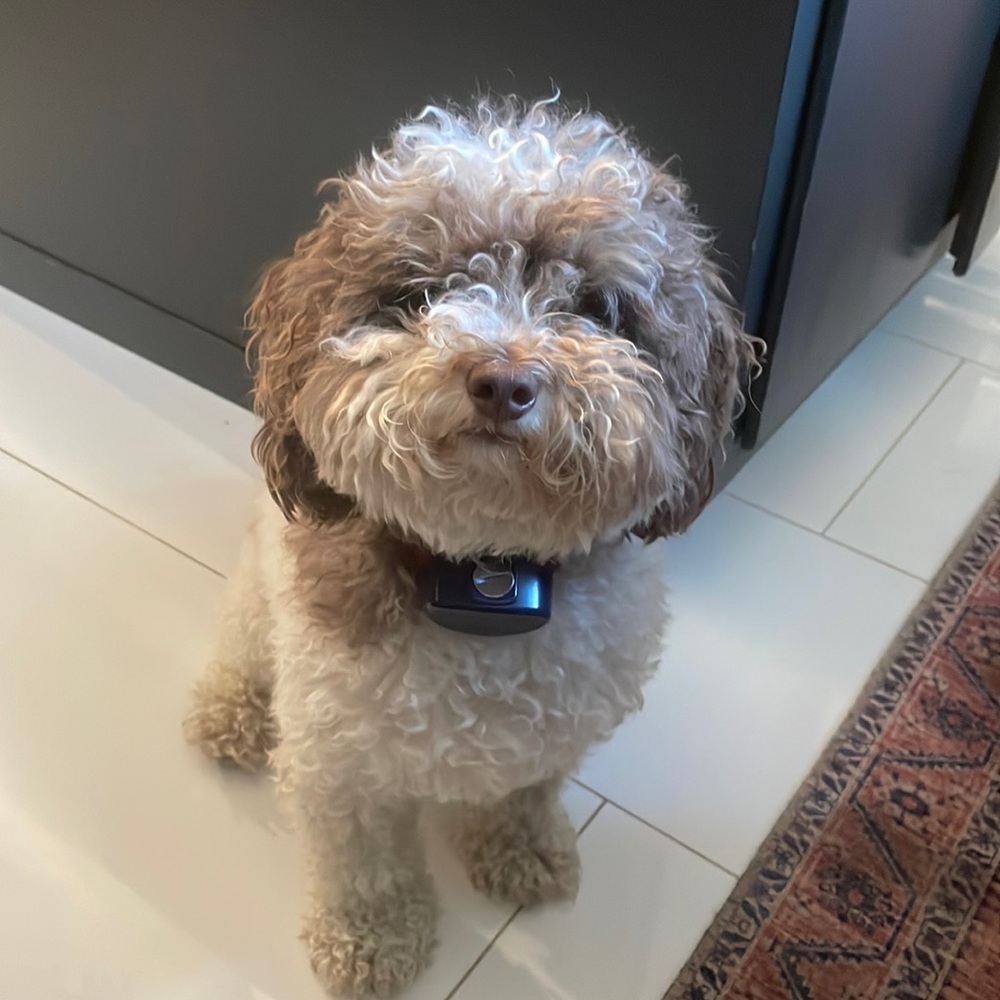 Charlie my puppy